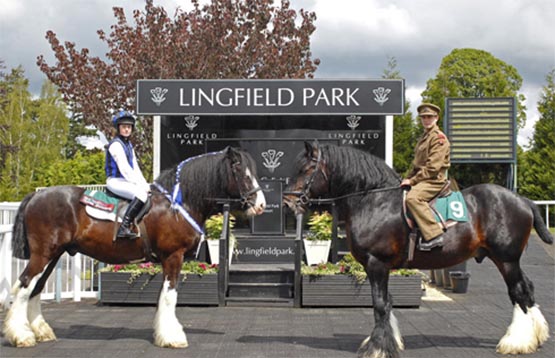 The Shire Horse Charge at Lingfield